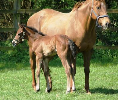 2014 colt by Dansili